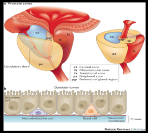 Prostate Zones and Cells