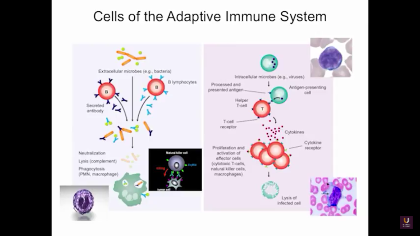 Cells of the Adaptive Immune System