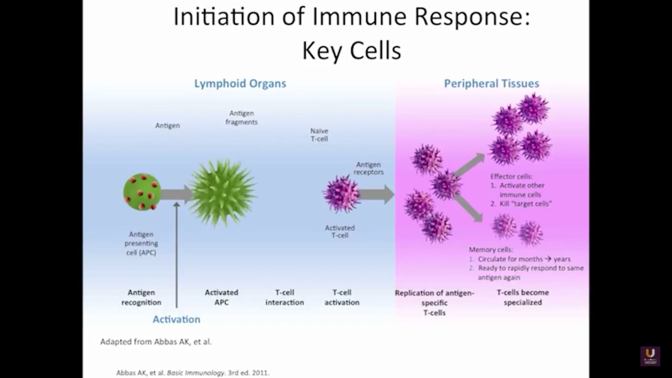 Initiation of Immune Response