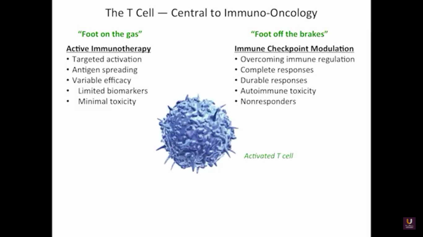 T Cell Image