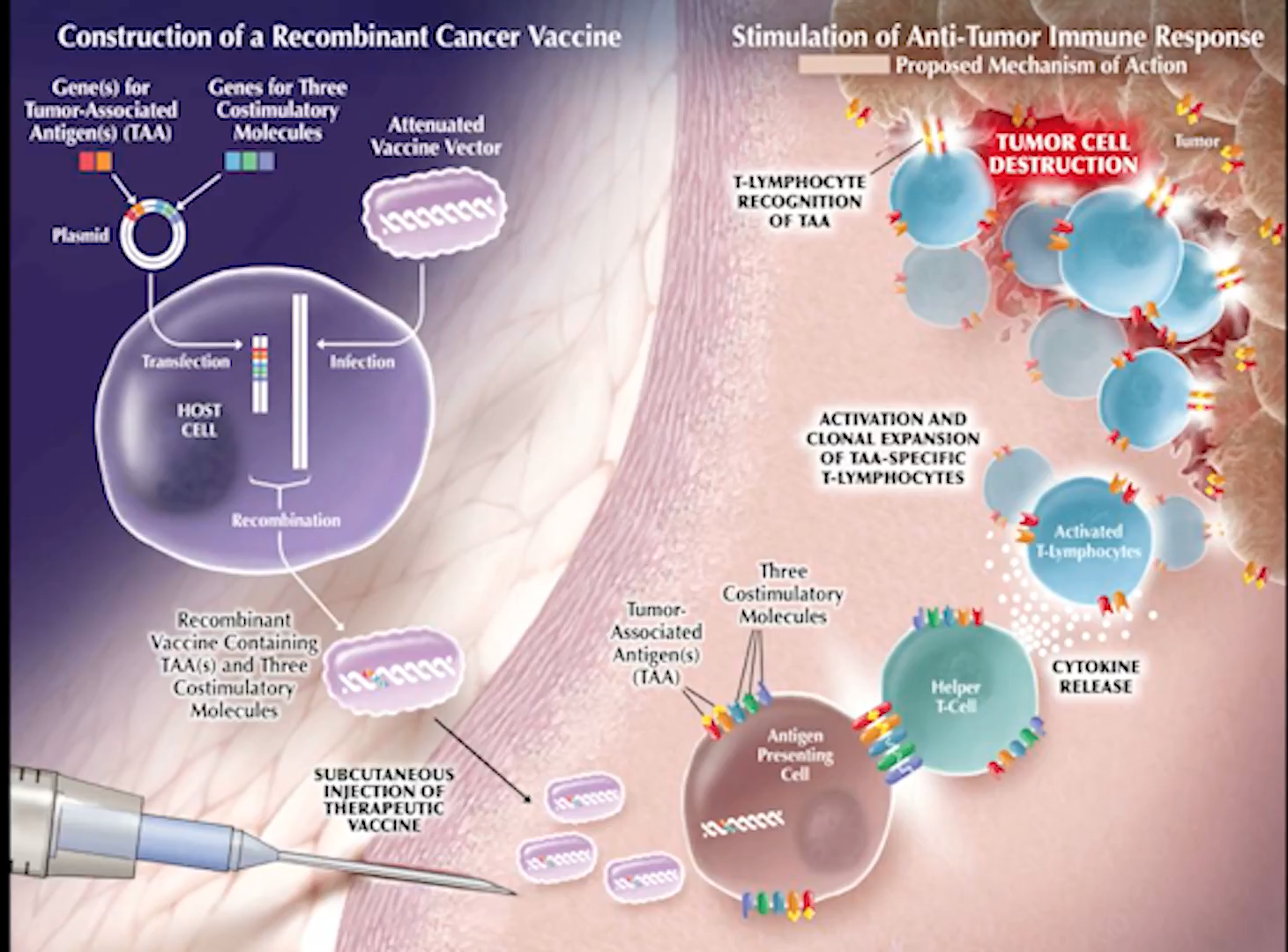 As an Illustration, this diagram shows the Immunotherapy for Prostate Cancer Process 